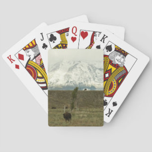 Baraja De Cartas Bison en la fotografía del parque nacional del Gra