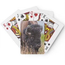 Bison (también conocido como Buffalo) a través de