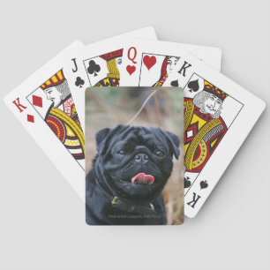 Baraja De Cartas Black Pug Panting While Looking at Camera