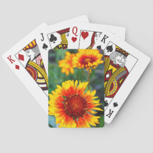Baraja De Cartas Blanket flower aka brown eyed susan in Glacier