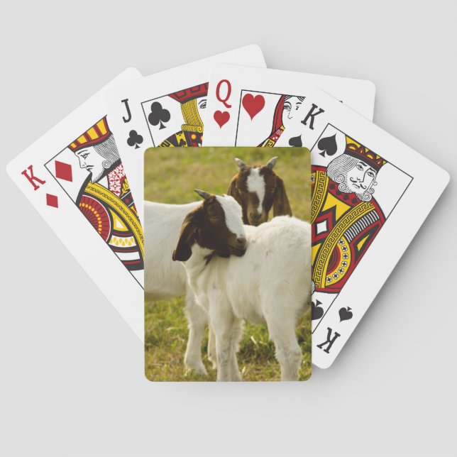 Baraja De Cartas Boer de dos cabras (Reverso)