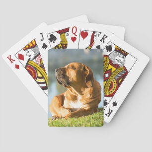 Baraja De Cartas Boerboel