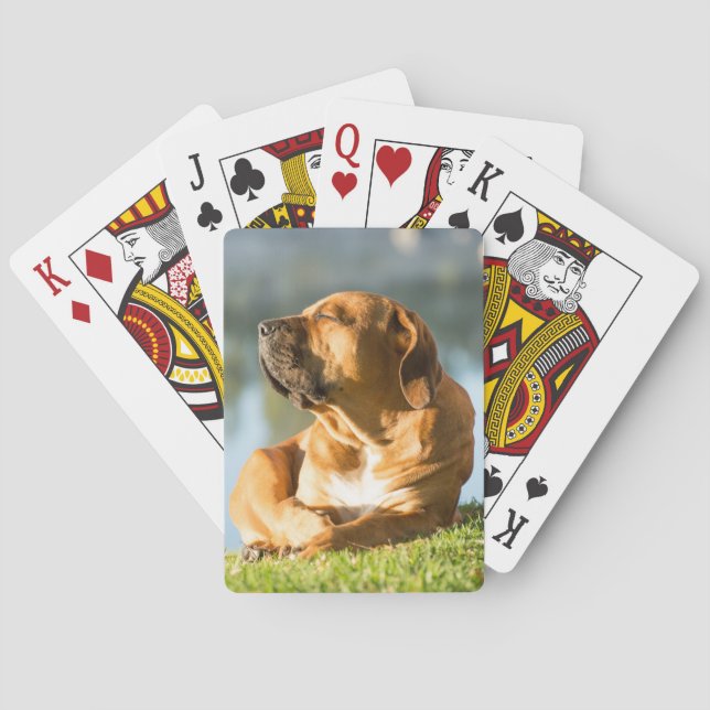 Baraja De Cartas Boerboel (Reverso)