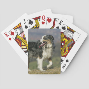 Baraja De Cartas Borde de Collie Panting 2