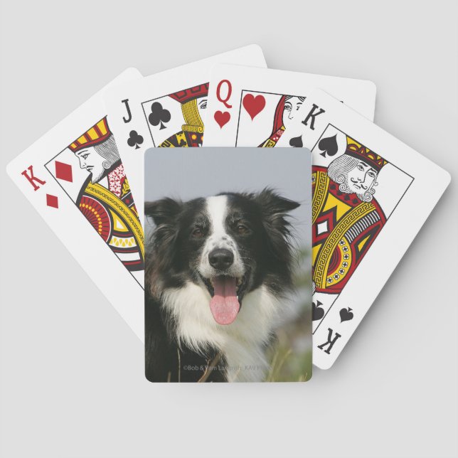 Baraja De Cartas Borde de Collie Panting Cabeza 1 (Reverso)