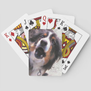BARAJA DE CARTAS BORDER COLLIE
