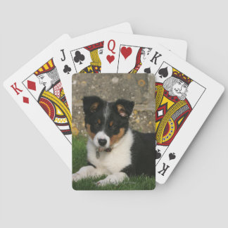 Baraja De Cartas Border Collie Puppy with Leaf in Mouth