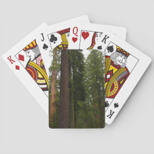 Baraja De Cartas Bosque Mariposa en el Parque Nacional Yosemite