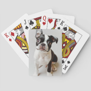 Baraja De Cartas Boston Terrier