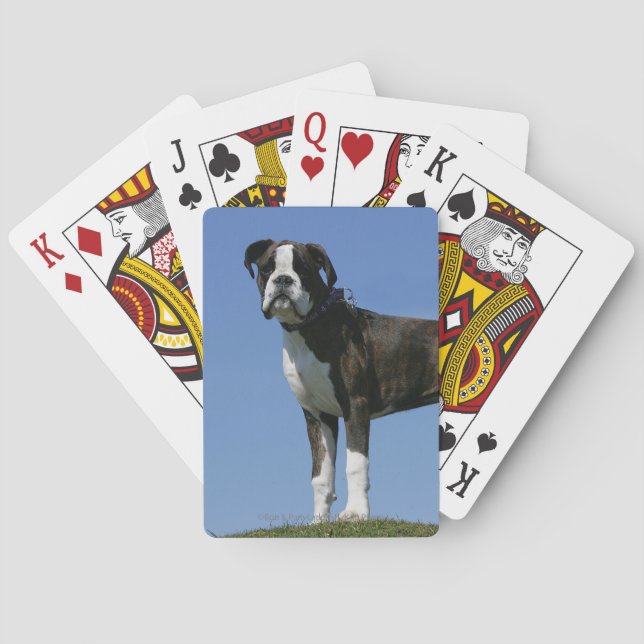 Baraja De Cartas Boxer Puppy de 3 Meses (Reverso)