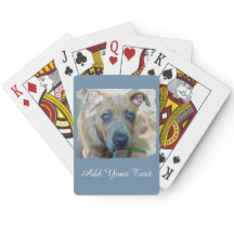 Brindle Pit Bull con una foto de Shirley Taylor