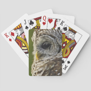 Baraja De Cartas Búho listado, Strix varia, Michigan