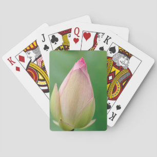 Baraja De Cartas Bulbo de Nenúfar sin abrir, Jardín Botánico de Dur