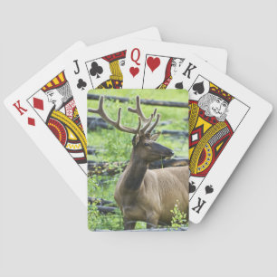 Baraja De Cartas Bull Elk