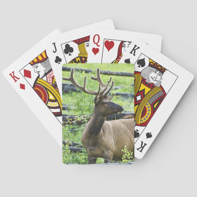 Baraja De Cartas Bull Elk (Reverso)