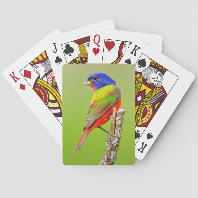 Baraja De Cartas Bunting (Passerina ciris) (Reverso)