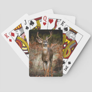 Baraja De Cartas Búsqueda