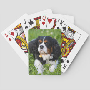 Baraja De Cartas Caballero Tri Color King Charles Spaniel Dog
