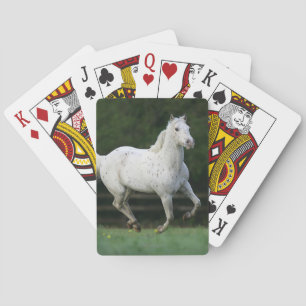 Baraja De Cartas Caballo del Appaloosa que corre 1