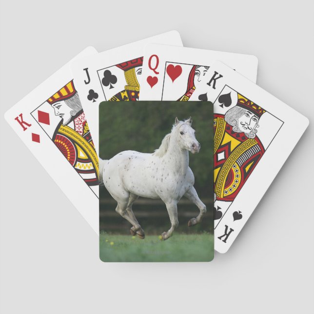 Baraja De Cartas Caballo del Appaloosa que corre 1 (Reverso)