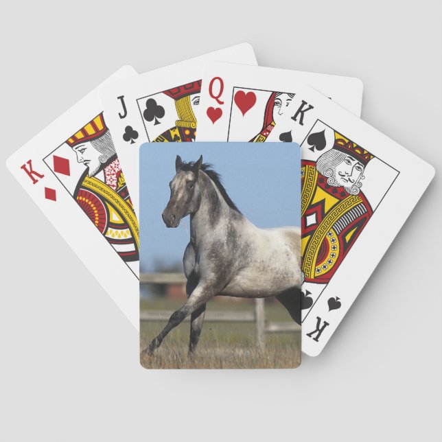 Baraja De Cartas Caballo del Appaloosa que corre 3 (Reverso)
