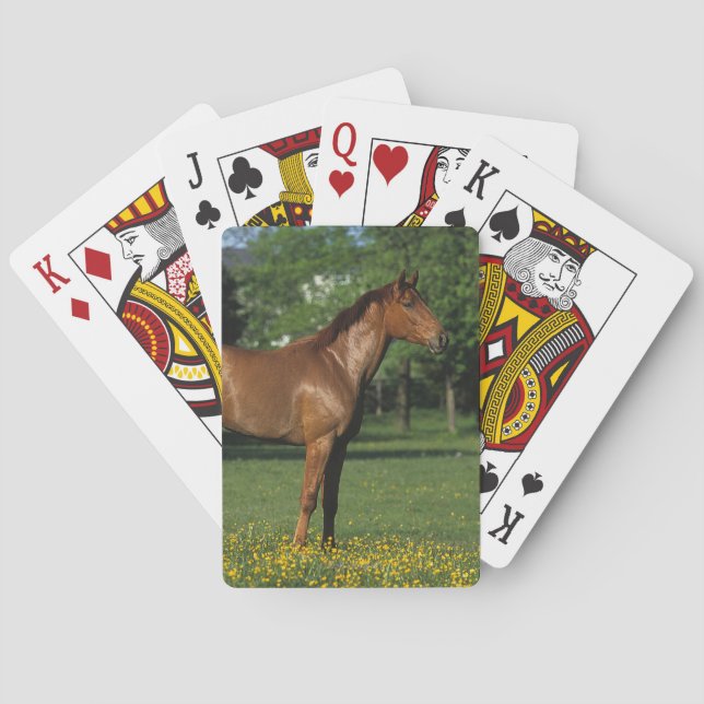 Baraja De Cartas Caballo excelente en flores (Reverso)