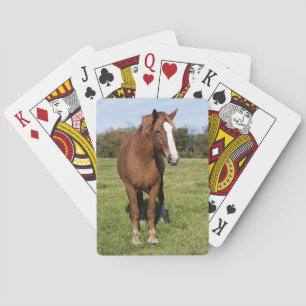 Baraja De Cartas Caballo hermoso