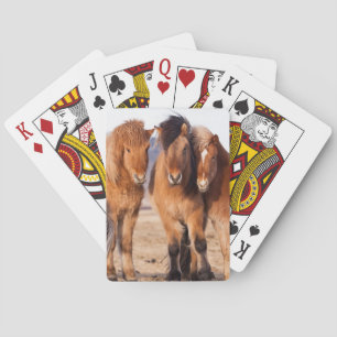 Baraja De Cartas Caballo islandés durante el invierno