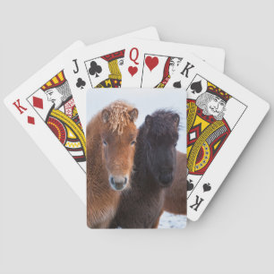 Baraja De Cartas Caballo islandés durante el invierno en Islandia