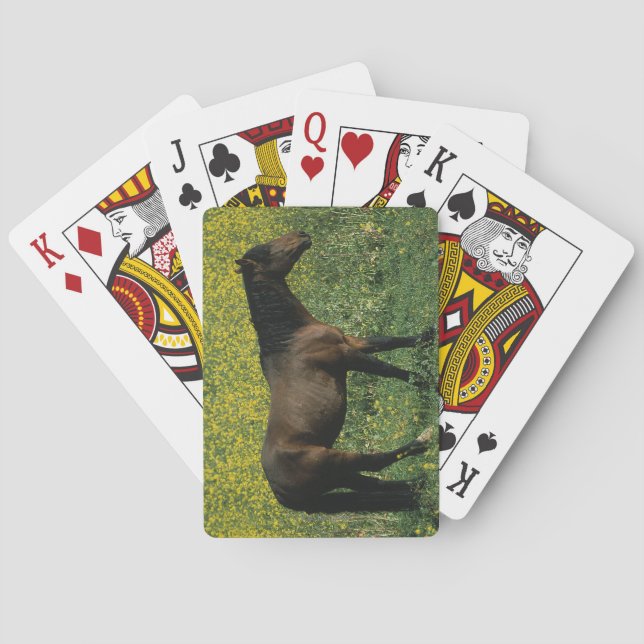 Baraja De Cartas Caballo salvaje del mustango que se coloca en (Reverso)