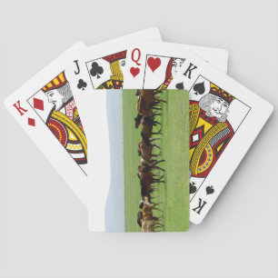 Baraja De Cartas Caballos en Pastizal - Fotografía de Paisaje