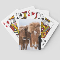 Caballos islandeses acarician, Islandia