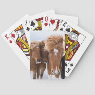 Baraja De Cartas Caballos islandeses acarician, Islandia