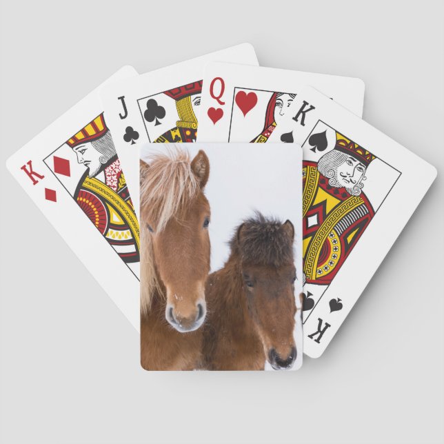 Baraja De Cartas Caballos islandeses lindos juntos (Reverso)
