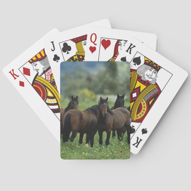 Baraja De Cartas Caballos salvajes 3 del mustango (Reverso)