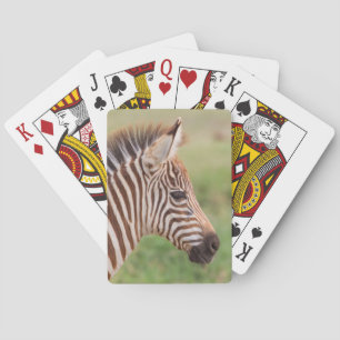Baraja De Cartas Cabeza de cebra bebé, Tanzania
