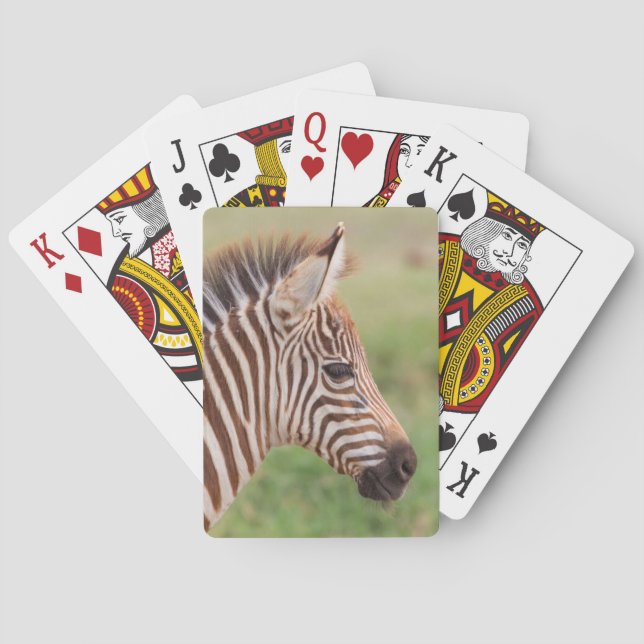 Baraja De Cartas Cabeza de cebra bebé, Tanzania (Reverso)