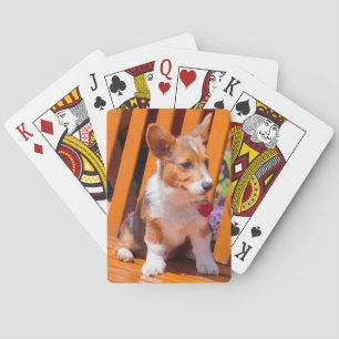 Baraja De Cartas cachorro de Pembroke Welsh Corgi sentado en un ban