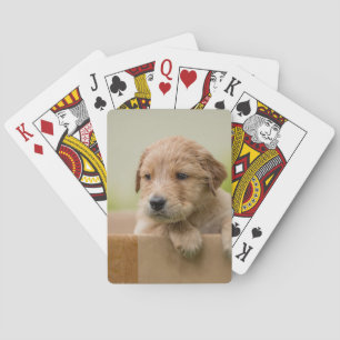 Baraja De Cartas Cachorro de recuperación de oro en caja