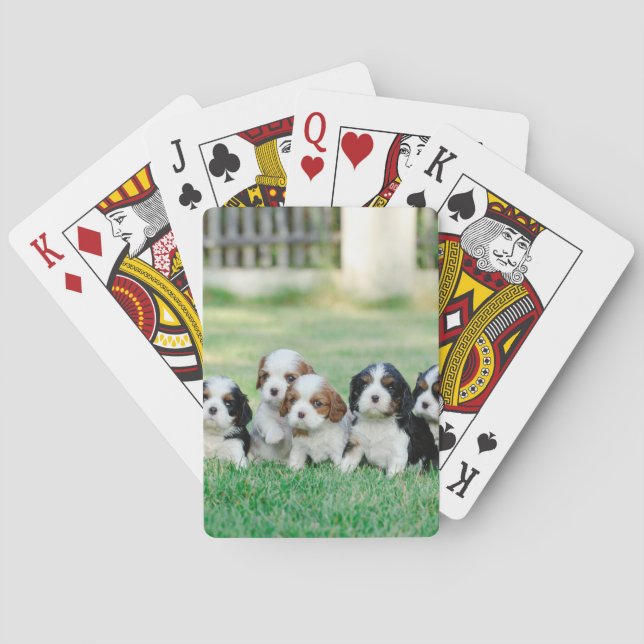 Baraja De Cartas Cachorros de Cavalier King Charles Spaniel (Reverso)