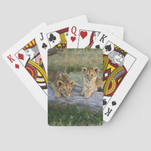 Baraja De Cartas Cachorros de León en Tronco