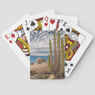 Baraja De Cartas Cactus en el desierto