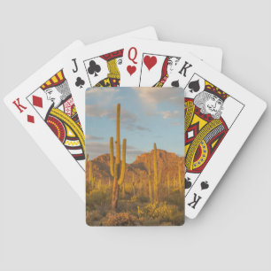 Baraja De Cartas Cactus saguaro al atardecer, Arizona