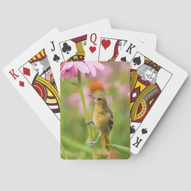 Baraja De Cartas Calandria de Baltimore (Reverso)