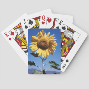 Baraja De Cartas California, Un girasol gigante (Helianthus) 3