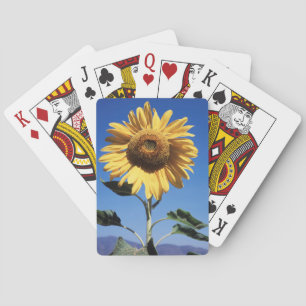 Baraja De Cartas California, Un Girasol Gigante (Helianthus) 3