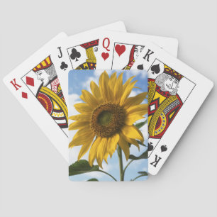 Baraja De Cartas California, Un Girasol Gigante (Helianthus) 4