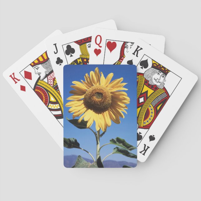 Baraja De Cartas California, un girasol mamut (Helianthus) 3 (Reverso)
