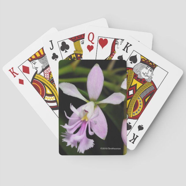Baraja De Cartas Caligarium del Epidendrum (Reverso)