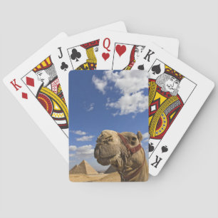 Baraja De Cartas Camello delante de las pirámides de Giza, Egipto,